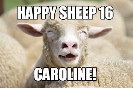 happy-sheep-16-caroline