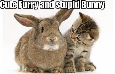 cute-furry-and-stupid-bunny