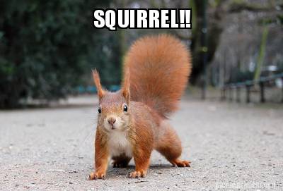 Meme Creator - Funny Squirrel!! Meme Generator At Memecreator.org!