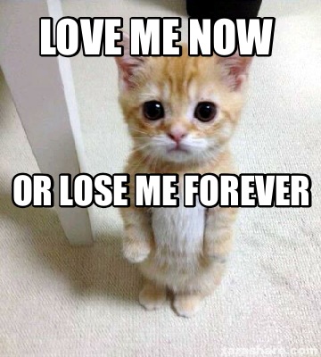 love me meme cat