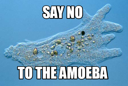 say-no-to-the-amoeba