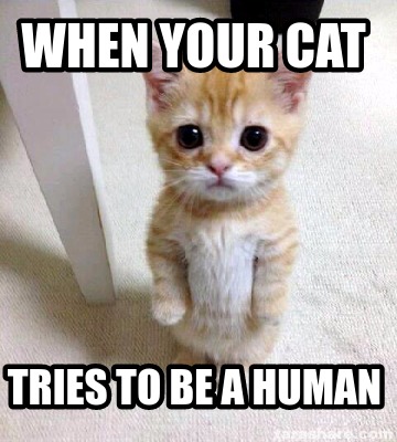 Meme Creator - Funny When your cat tries to be a human Meme Generator ...