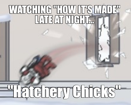 watching-how-its-made-late-at-night...-hatchery-chicks