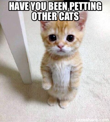 Meme Creator - Funny Have you been petting other cats Meme Generator at ...