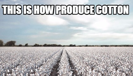 this-is-how-produce-cotton