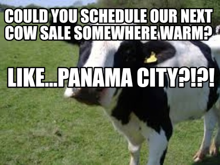 could-you-schedule-our-next-cow-sale-somewhere-warm-like...panama-city