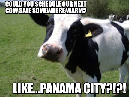 could-you-schedule-our-next-cow-sale-somewhere-warm-like...panama-city1