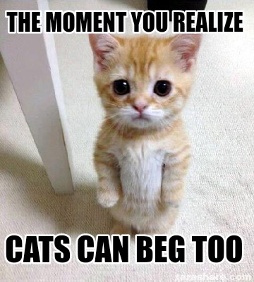 Meme Creator - Funny The moment you realize Cats can beg too Meme ...