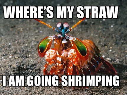 wheres-my-straw-i-am-going-shrimping