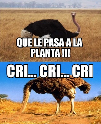 que-le-pasa-a-la-planta-cri...-cri...-cri