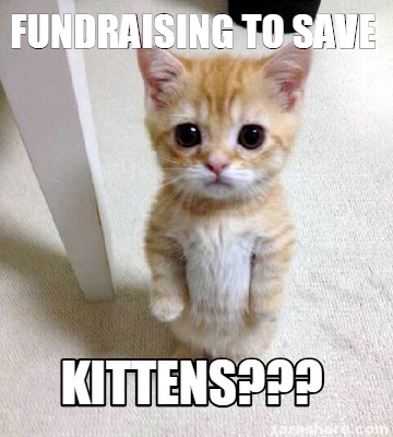 Meme Creator - Funny fundraising to save kittens??? Meme Generator at ...