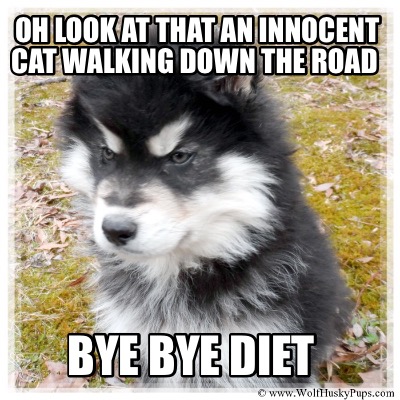 angry puppy meme