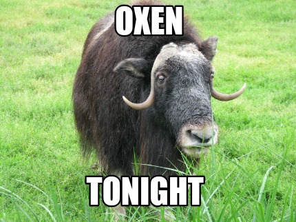 oxen-tonight