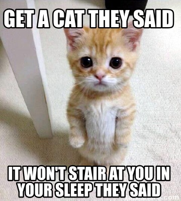 Meme Creator - Funny Get a cat they said it won't stair at you in your ...