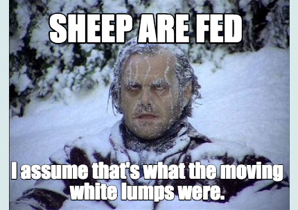 sheep-are-fed-i-assume-thats-what-the-moving-white-lumps-were