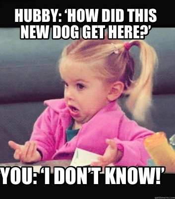 Meme Creator Funny Hubby How Did This New Dog Get Here You I Don T Know Meme Generator At Memecreator Org