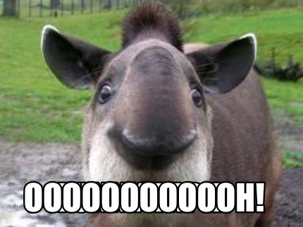 funny-tapir-oooooooooooh6