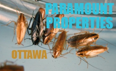 ottawa-paramount-properties