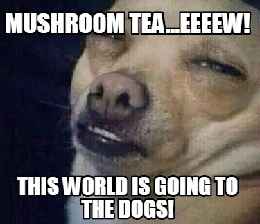 mushroom-tea...eeeew-this-world-is-going-to-the-dogs