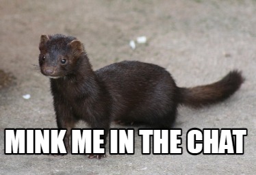 Meme Creator Funny Mink Me In The Chat Meme Generator At Memecreator Org