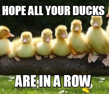 Meme Creator - Funny Hope all your ducks are in a row Meme Generator at ...