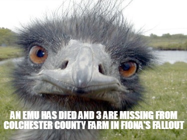 an-emu-has-died-and-3-are-missing-from-colchester-county-farm-in-fionas-fallout