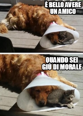 Meme Creator Funny Bello Avere Un Amico Quando Sei Gi Di Morale Meme Generator At