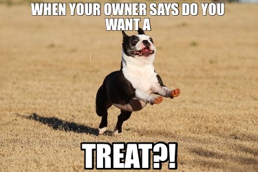 when-your-owner-says-do-you-want-a-treat