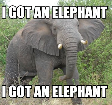 i-got-an-elephant-i-got-an-elephant