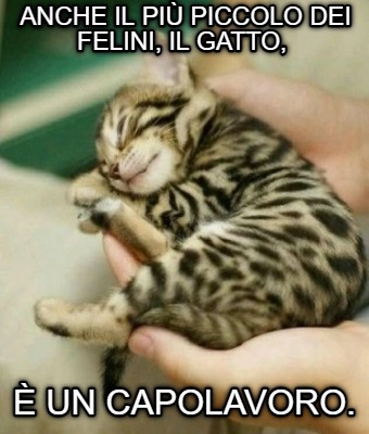 Meme Creator Funny Anche Il Pi Piccolo Dei Felini Il Gatto Un