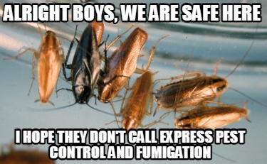 alright-boys-we-are-safe-here-i-hope-they-dont-call-express-pest-control-and-fum