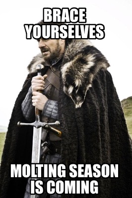 Meme Creator - Funny Brace yourselves Molting season is coming Meme ...