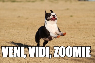 veni-vidi-zoomie