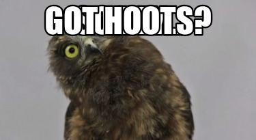 so-hey...-got-hoots