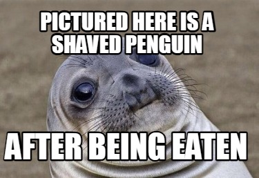 pictured-here-is-a-shaved-penguin-after-being-eaten