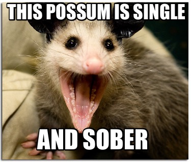 this-possum-is-single-and-sober