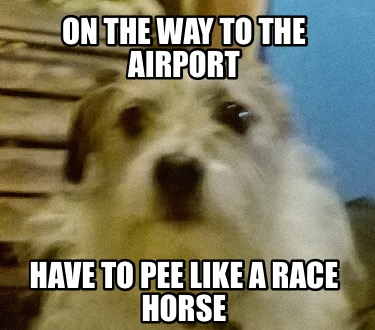 on-the-way-to-the-airport-have-to-pee-like-a-race-horse