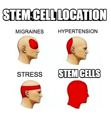 stem-cell-location-stem-cells