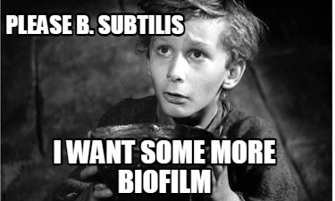 please-b.-subtilis-i-want-some-more-biofilm