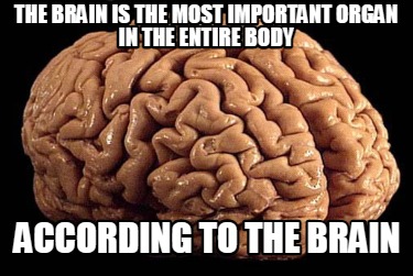 the-brain-is-the-most-important-organ-in-the-entire-body-according-to-the-brain