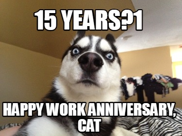 15-years1-happy-work-anniversary-cat