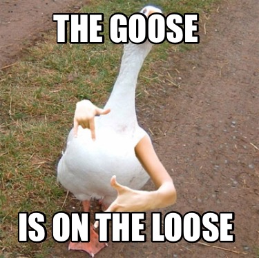 the-goose-is-on-the-loose