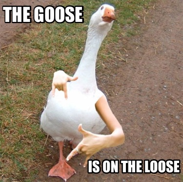 the-goose-is-on-the-loose2