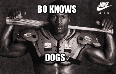 bo-knows-dogs