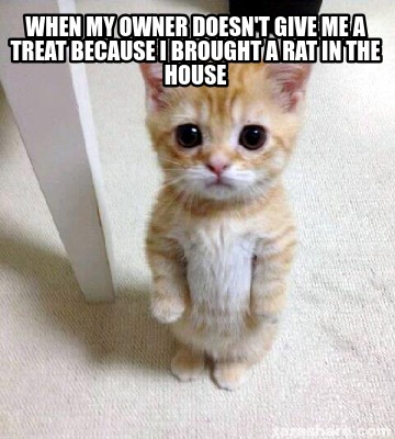 when-my-owner-doesnt-give-me-a-treat-because-i-brought-a-rat-in-the-house