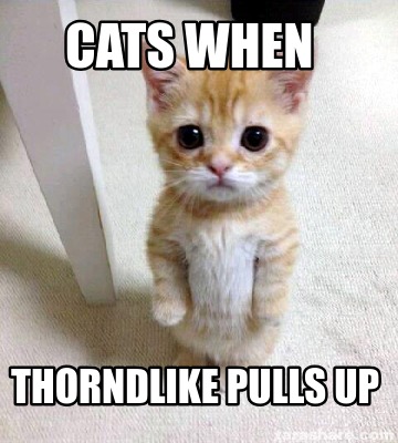 cats-when-thorndlike-pulls-up