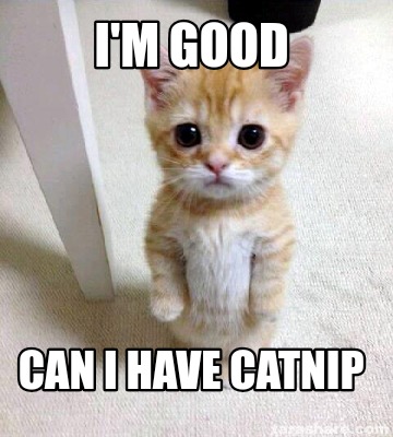 im-good-can-i-have-catnip