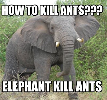 how-to-kill-ants-elephant-kill-ants