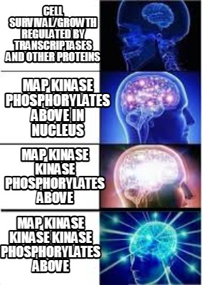 cell-survivalgrowth-regulated-by-transcriptases-and-other-proteins-map-kinase-ph