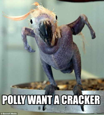 polly-want-a-cracker0